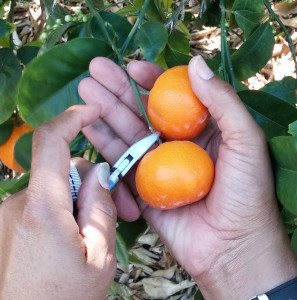 Picking Cuties (clementine oranges) at Sun Pacific groves.