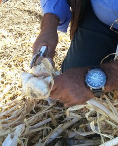 Christoper Ranch Employee Trims Garlic Plant -McDonald’s Field to Restaurant Gilroy Garlic Tour