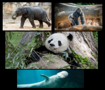 40+ Webcams of Animals and Insects from Your Favorite Zoos and Attractions